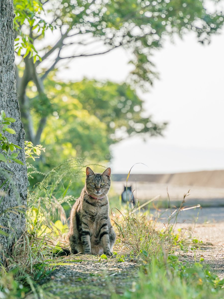 YrmnP's tweet photo. ねこ #猫写真 #photography #photo #写真好きな人と繋がりたい https://t.co/joXTTIwU2M