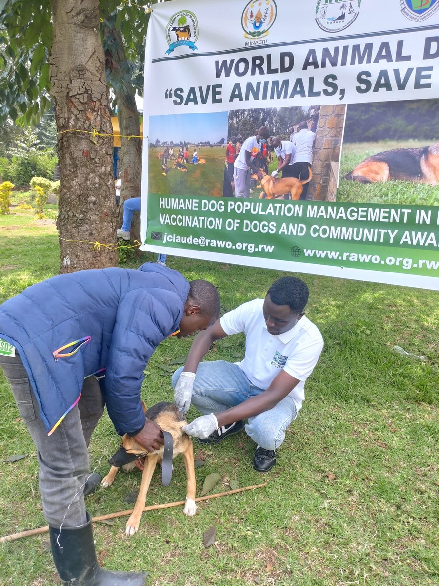 Dr. Emmanuel Tuyishime, BVM tweet media