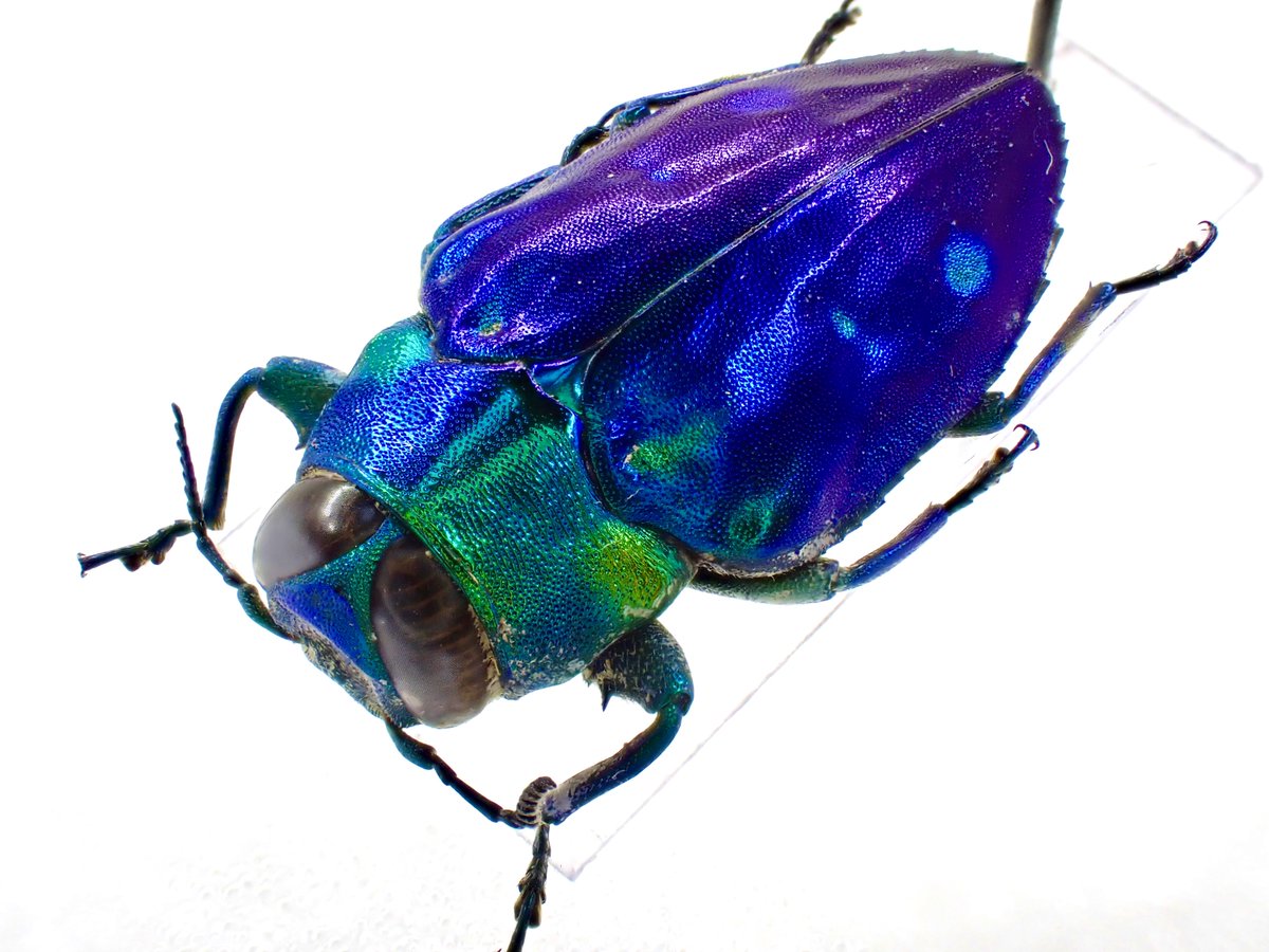 インドネシアのムツボシタマムシの一種🇮🇩 Chrysobothris cyanipennis