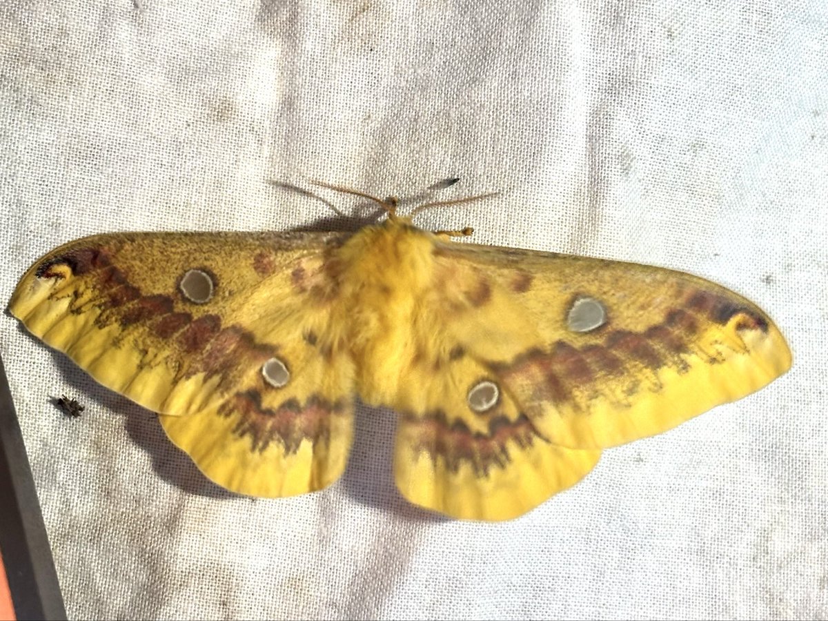 北海道大学クスサン研究会 tweet media