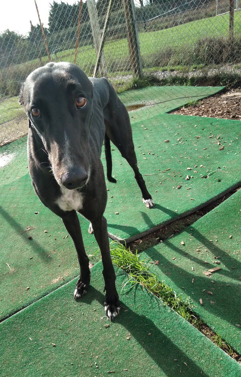 Whittingham Kennels - Retired Greyhounds Charity tweet media