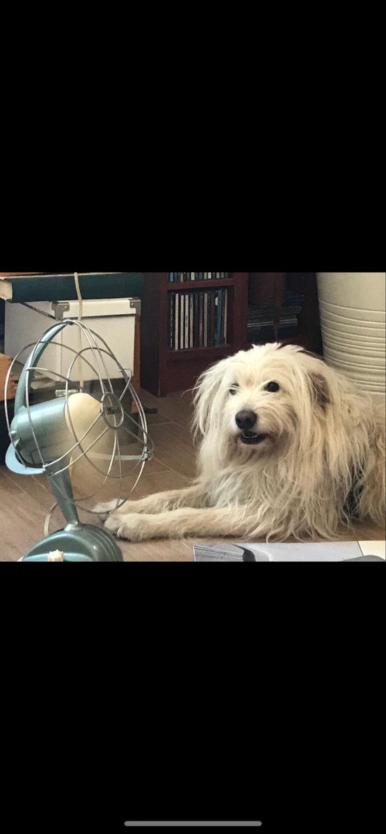 Flavia Rotondi tweet media