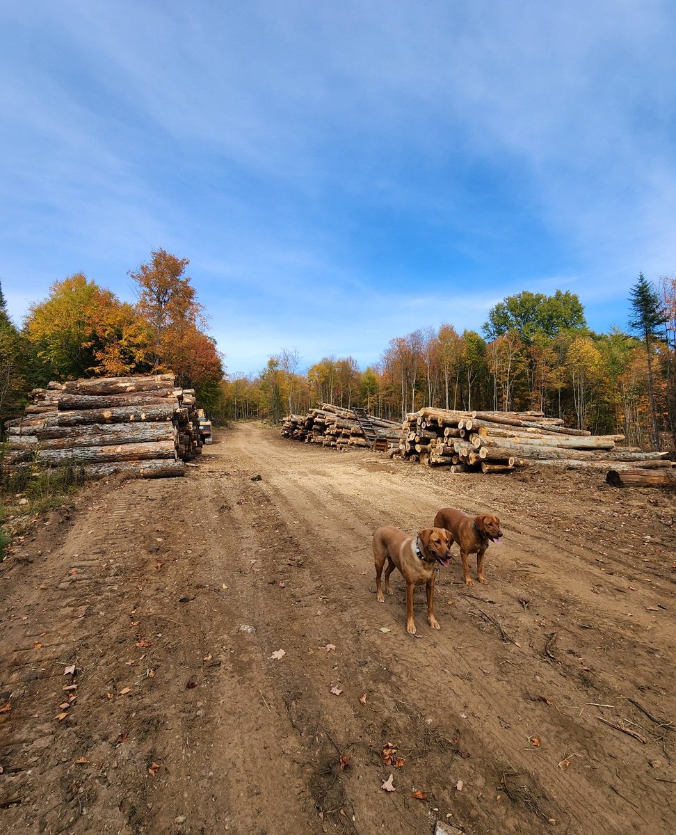 Algonquin Dome harvesting: hardwood sawlogs, and pulp (Quebec)