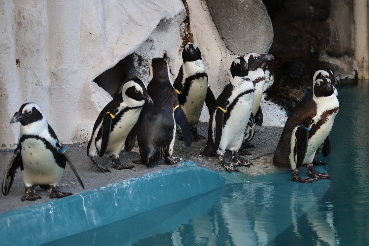 Memexiang's tweet image. 整列🐧‼️
#上野動物園
#penguins