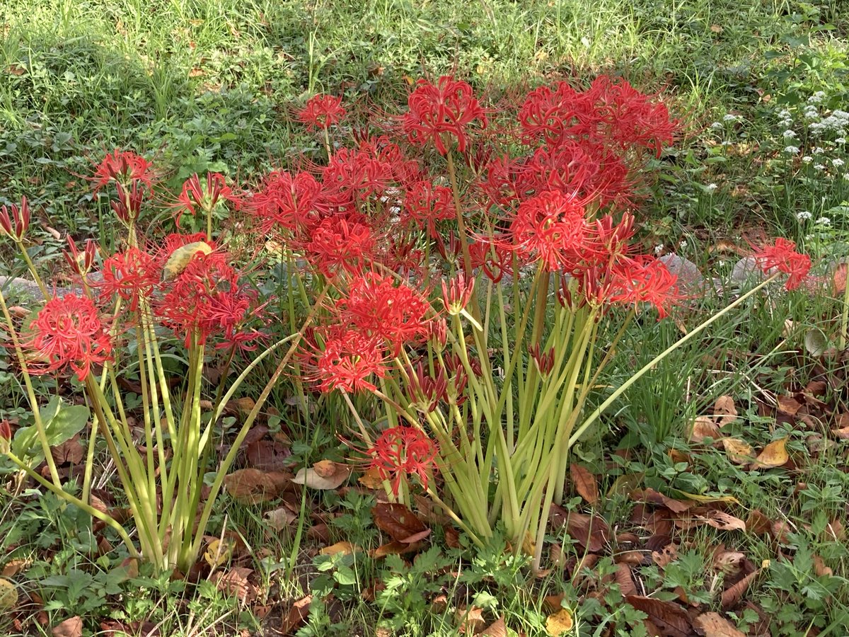 蒼花 tweet media