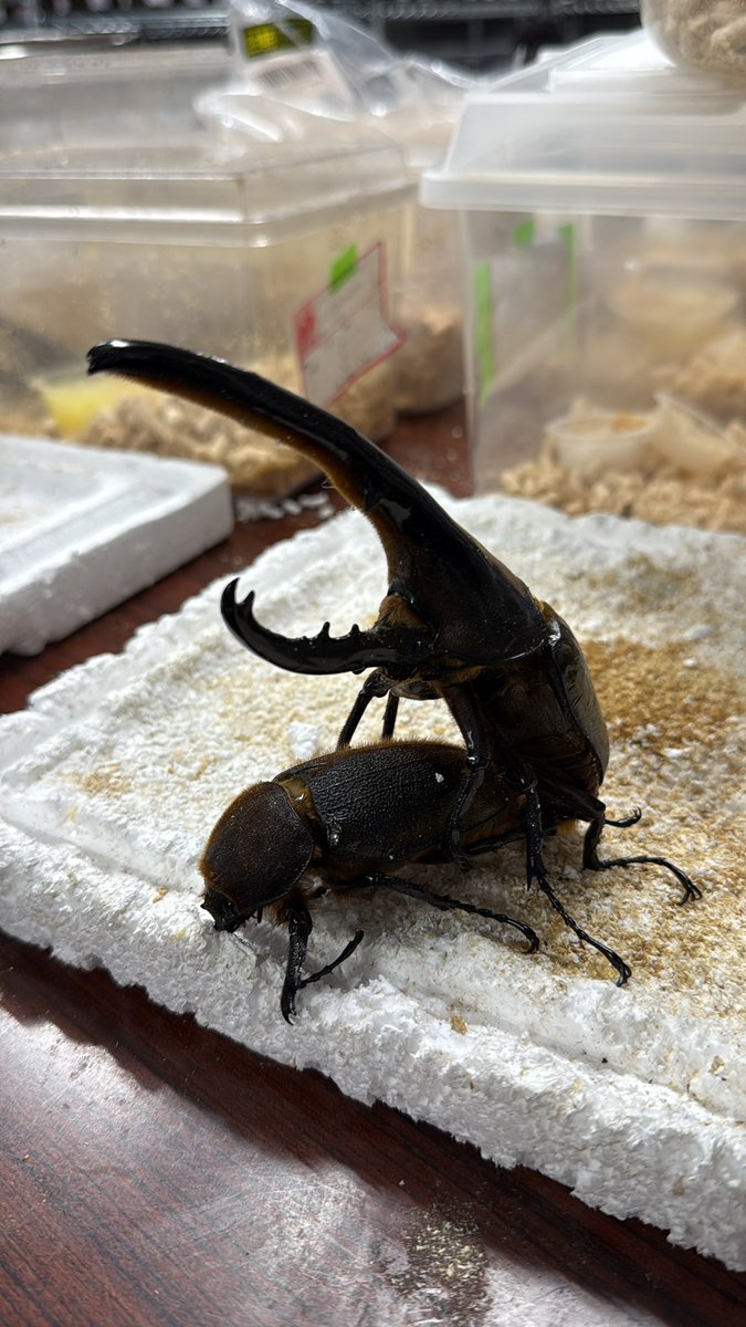 降神 レア音源】降神 / FreeStyle Live (2004頃) | Japanese Hiphop