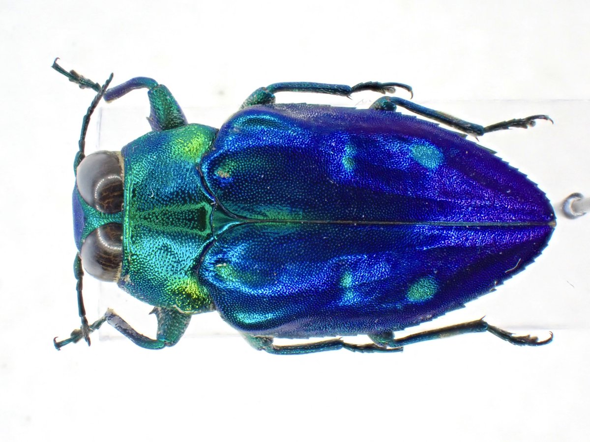 昆蟲標本 吉丁 もこむし on X