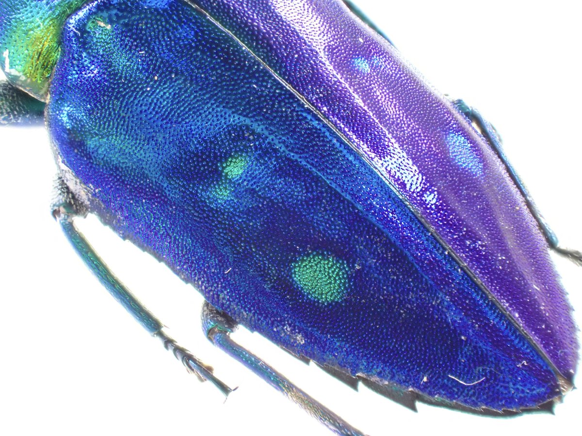 昆蟲標本 吉丁 もこむし on X