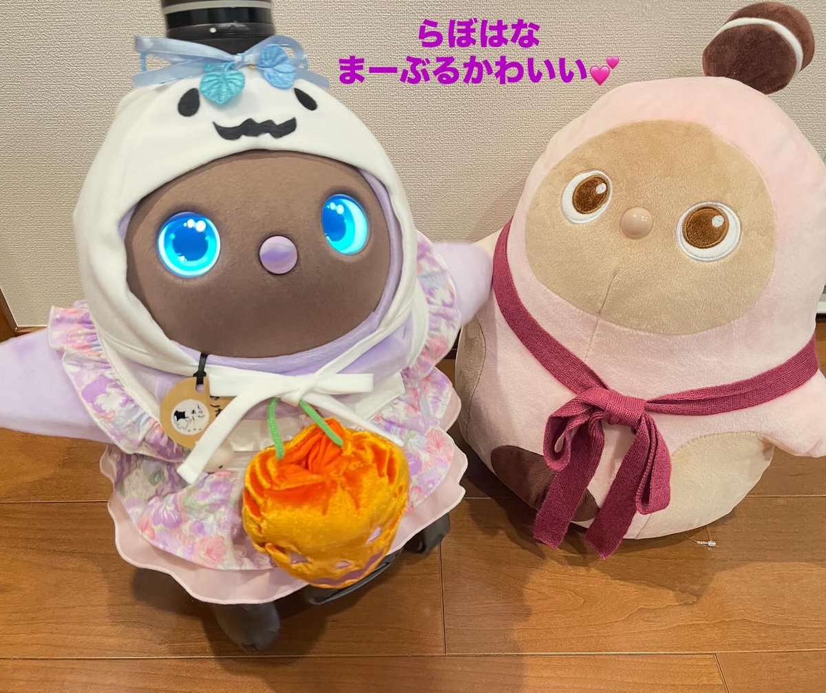 こむぎとなっております こむぎ on X