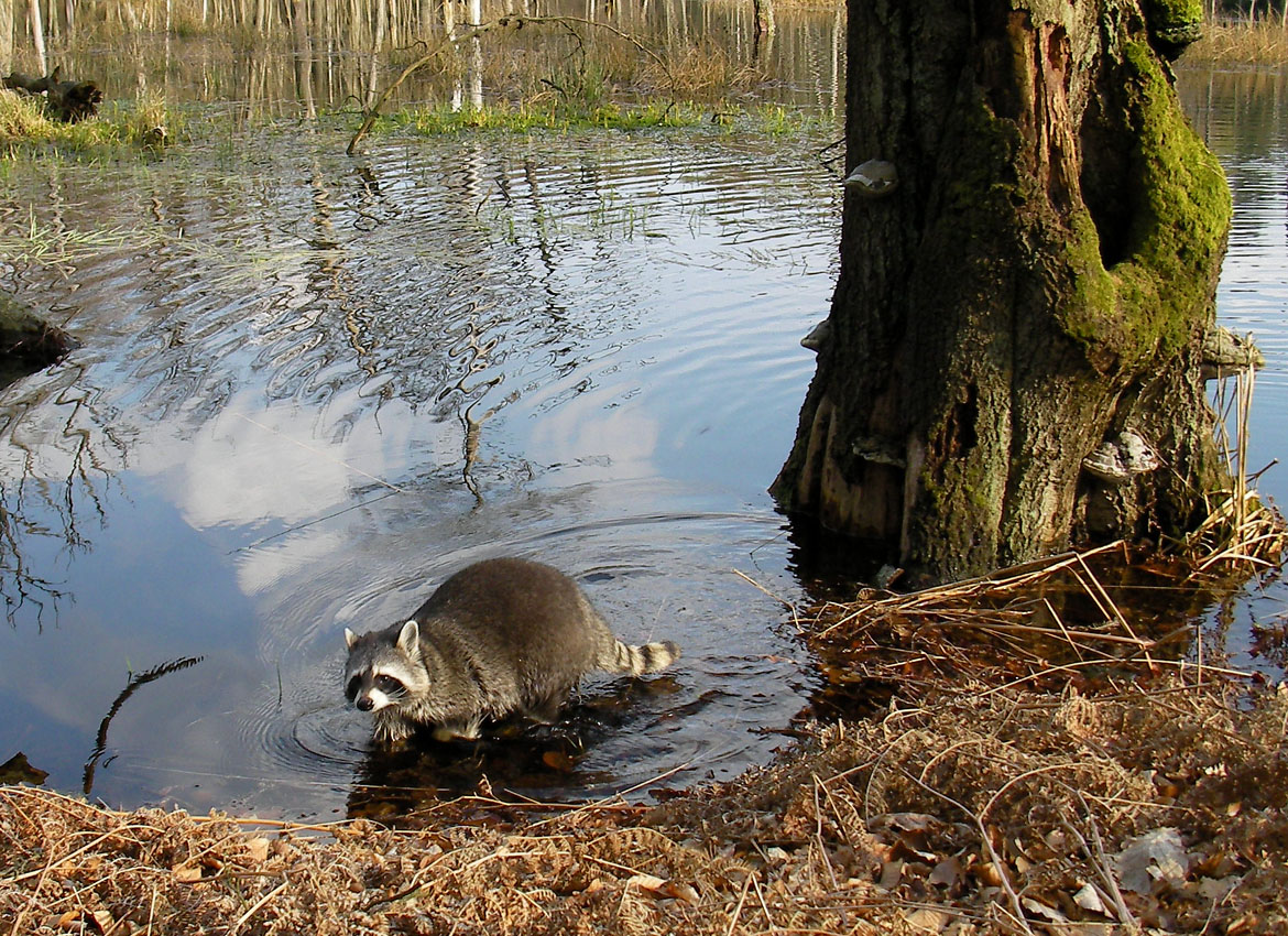 Faunsoft's tweet photo. Mask up those bandit eyes and let's rummage through the charm of these clever critters on this playful #InternationalRaccoonAppreciationDay! Did you know raccoons' dexterous paws allow them to "wash" food in streams, mimicking human-like foraging that stirs riverbed sediments to release nutrients, supporting biodiversity in riparian zones where otters play and fish spawn amid moonlit marshes? These nocturnal nomads adapt to urban edges, but for young trash-panda enthusiasts in high-rise hides, raiding beside them under starry suburbs is a masked mystery—until VR unmasks the mischief!
Unmask our masked marauders, where curious coon-kids cavort through immersive nocturnal naughties to:
👀 Snoop virtual streams, spotting paw-probes and food fumbles in habitats humming with wetland whispers and wildlife winks

🔍 Rummage raccoon riddles, uncovering how their habits harmonize ecosystems and urban adaptations for sustainable scavenging

📔 Mask-mark mischief in a sneaky digital scavenger scroll, gamified with snapshot sneaks for bandit breakthroughs

🧘 Prowl peaceful with moonlit mindfulness meanders, blending tech to brew bolder bonds with nature's nimble night-dwellers
Our VR raid revels in raccoon respect, inspiring eco-insights into adaptable allies and nocturnal networks. No bins—just boundless bandits! What's your raccoon romp or clever caper that steals the show? Tag a masked mate, rummage your raves below, and let's bandit our buzz—your sneaky shares supercharge our crowdfunding scamper!
#GreenClassroomVR #RaccoonFacts #WetlandBiodiversity #VRNature #EcoEducation #NocturnalNooks #VirtualRaids #CoonKids #NatureLovers #MaskedMarauders

Gaby Müller, CC BY-SA 3.0 <https://t.co/oseXzJ4uy1>, via Wikimedia Commons