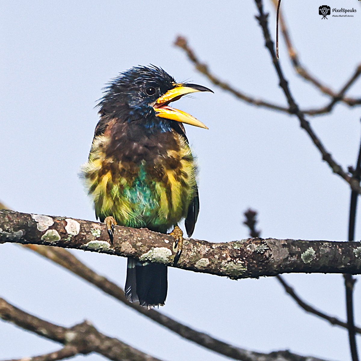 romeladhikary's tweet photo. Meet the magnificent Great Barbet. 
Capturing a sharp shot in a high-contrast situation like this is tough. Read the settings and techniques in my Wildlife Photography Tips guide.

➡️ https://t.co/omKkI9D1tk

#BirdPhotography #GreatBarbet #WildlifePhotography #Nature #birding https://t.co/znDLhHYuBi