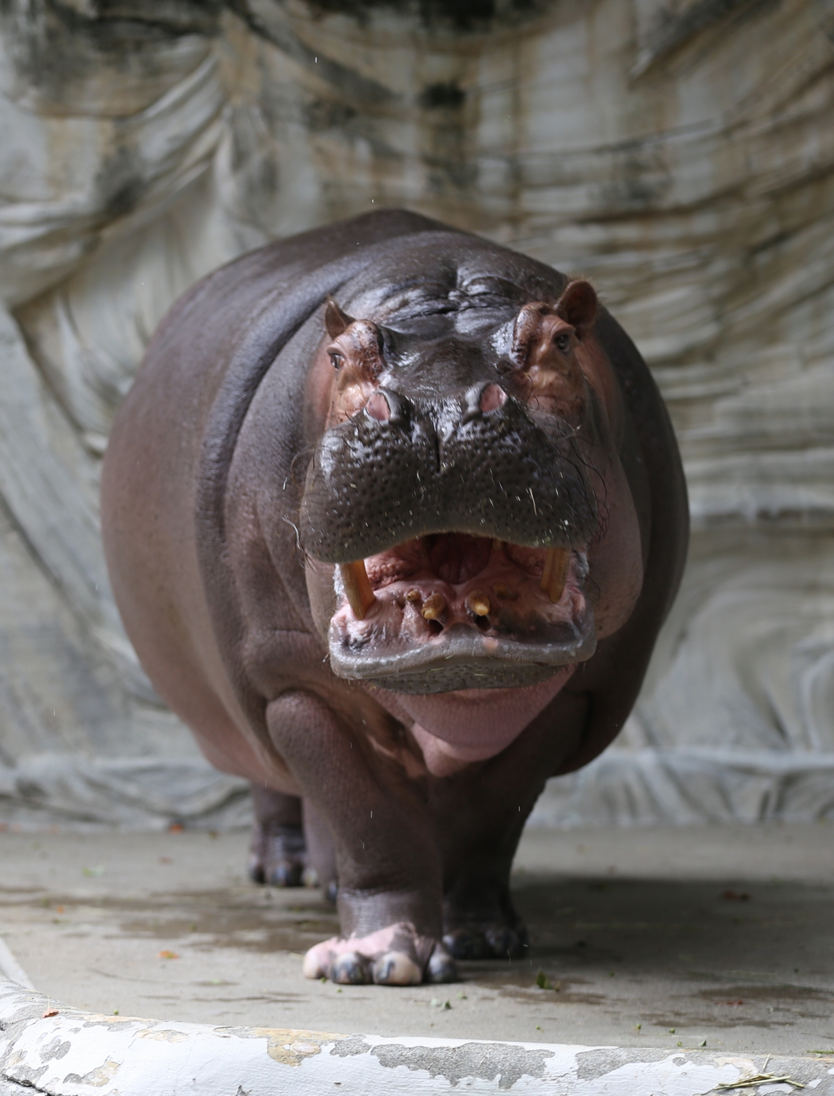 カバ 動物ペン画No.18