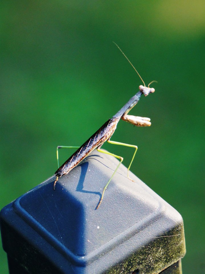 lauramynhier's tweet image. #blogupdate #inkinbio My Best #Photos - September 2025 featuring praying mantis and white tailed deer #photography