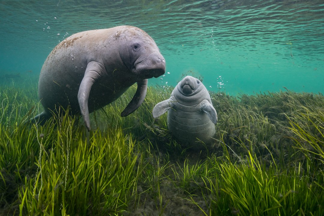 Florida'nın Körfez Sahili'ndeki yaylı bir haliç olan Crystal River'da devam eden bir restorasyon projesi kapsamında yeniden ekilen su otlarının yemyeşil yataklarında bir denizayısı ve buzağı tembelliği.