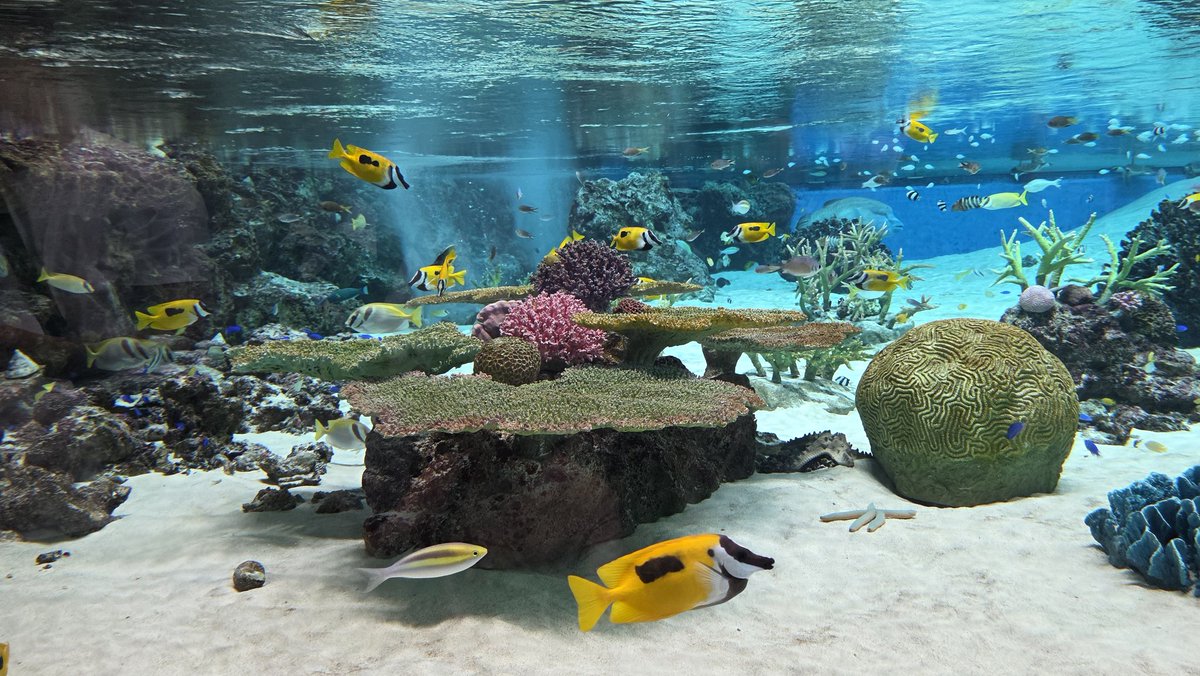 stroll_around's tweet photo. 初めての須磨水族館行ってきた(◍︎´꒳`◍︎)
イルカは結構どこの水族館もいることあるけど、ドルフィンは初めて見たような気がする！
迫力あって見応えあったし、1番は飼育員さんの笑顔がめちゃくちゃ良かった>  ̫<

 #須磨水族館  #オルカ  #水族館 https://t.co/eYoga7UOOX