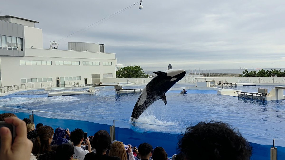 stroll_around's tweet photo. 初めての須磨水族館行ってきた(◍︎´꒳`◍︎)
イルカは結構どこの水族館もいることあるけど、ドルフィンは初めて見たような気がする！
迫力あって見応えあったし、1番は飼育員さんの笑顔がめちゃくちゃ良かった>  ̫<

 #須磨水族館  #オルカ  #水族館 https://t.co/eYoga7UOOX