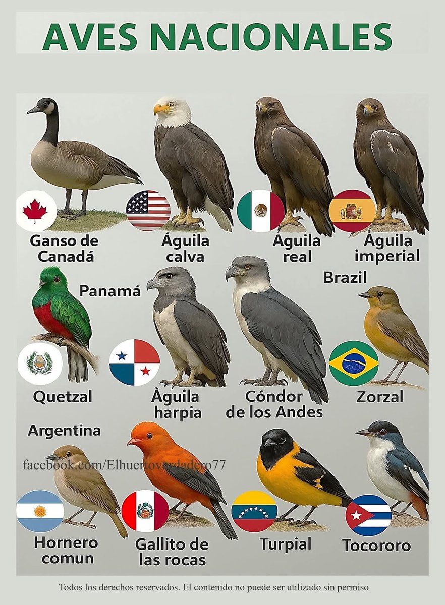 Más Ciencia tweet media