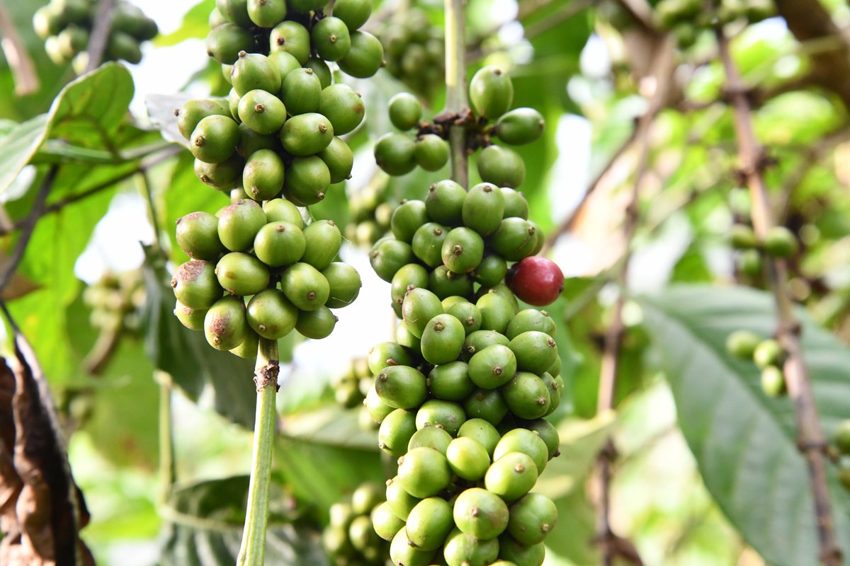 Faunsoft's tweet photo. Perk up those senses and brew a cup of global goodness—let's caffeinate connections on this aromatic #InternationalerTagDesKaffees! Did you know coffee beans ripen on shade-grown shrubs in cloud forests, pollinated by hummingbirds and bats that flit through canopies teeming with orchids and epiphytes, cultivating biodiversity hotspots where sustainable farming curbs deforestation and shelters sloths in Ethiopian highlands or Colombian slopes? These bean-bearing bushes buzz with life, but for young barista buds in brew-less blocks, harvesting amid misty mountains and exotic exhales is a roasted reverie—until VR steams the scene!
Steam our steamy sanctuaries, where caffeine-curious connoisseurs concoct immersive infusions to:
👀 Buzz through virtual bean belts, eyeing berry bursts and pollinator parades in habitats hazy with highland harmonies and bird beats

🔍 Brew bean basics worldwide, percolating how fair-trade fuels forest futures and biodiversity brews for sustainable sips

📔 Coffee-chart charms in a robust digital roast registry, gamified with snapshot steeps for flavorful footnotes

🧘 Sip serene with caffeinated calm corners, blending tech to brew mindful measures with nature's nurturing nectar
Our VR jolt jazzes java joy with eco-essences, percolating passion for planetary picks in every pour. No jitters—just java genius! What's your coffee creation or bean backstory that energizes? Tag a brew buddy, percolate your picks below, and let's caffeinate our campaign—your steamy shares stir our crowdfunding steam!
#GreenClassroomVR #KaffeeFacts #ForestBiodiversity #VRNature #EcoEducation #BeanBelts #VirtualBrews #CaffeineConnoisseurs #NatureLovers #RoastedRoots

Denis kasozi, CC BY-SA 4.0 <https://t.co/SyrL2AYvfg>, via Wikimedia Commons