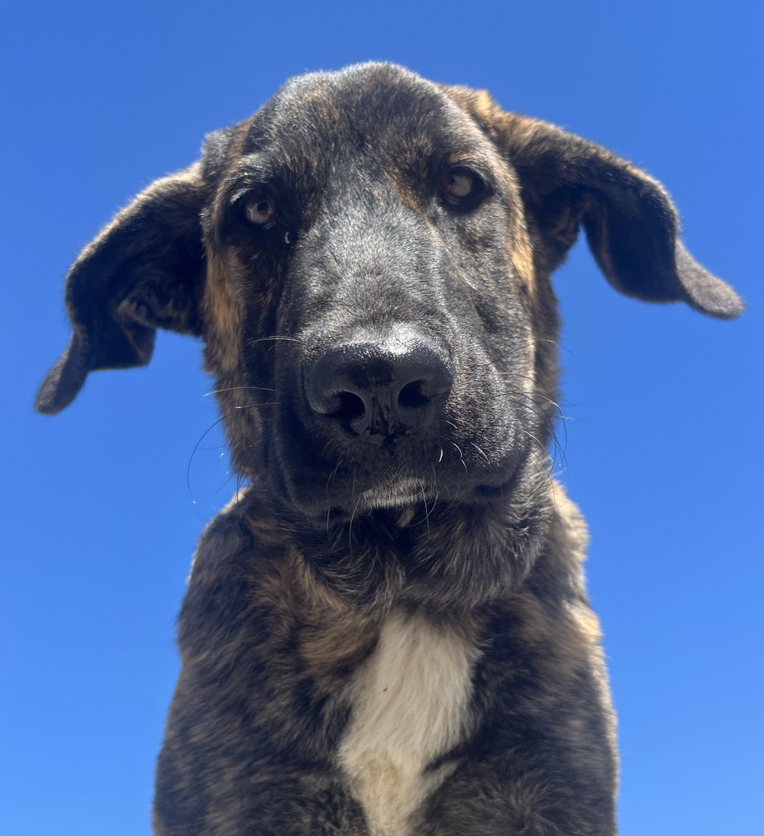 Vassili8's tweet photo. Zorro 🐶☀️🇵🇹 https://t.co/pZENQmV2hO