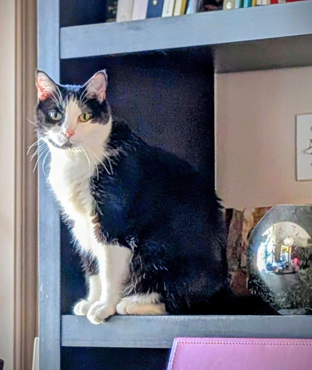 natasha_tracy's tweet photo. Figaro is stately and gorg. And he knows it 🐈‍⬛

Happy #Caturday, all. https://t.co/ST2emlSlbY