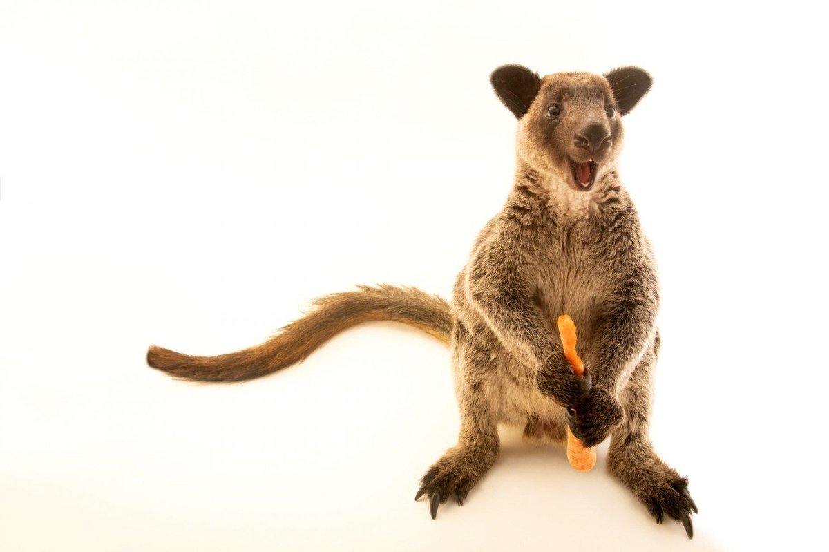 Boz ağaç kanguruları 35 inç (89 cm) kadar büyüyen ve 33 kiloya (15 kg) kadar olan yetişkin erkeklerle tüm ağaç kanguru türlerinin en büyüğü ve muhtemelen en ağır olanıdır.