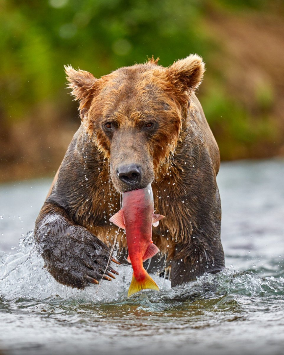 Katmai Ulusal Parkı ayıları.