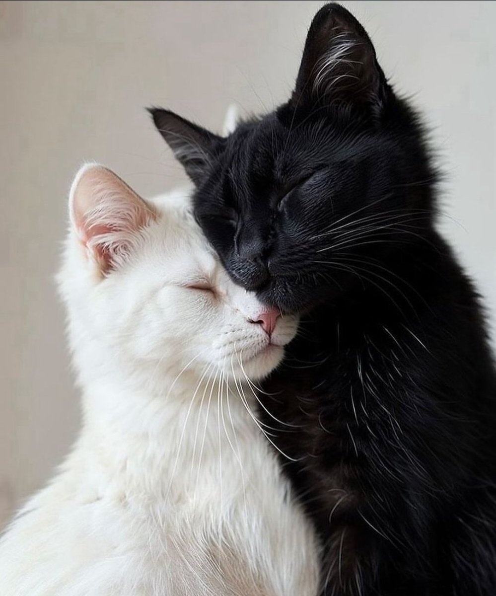 Τα αγαπάς μια ...σε αγαπούν χίλιες...κατανοητό να μην τα θέλεις,αλλά μην τα κάνεις κακό...κάνουν τον κόσμο μας,πιο τρυφερό ,πιο στοργικό,πιο ανθρώπινο ♥️