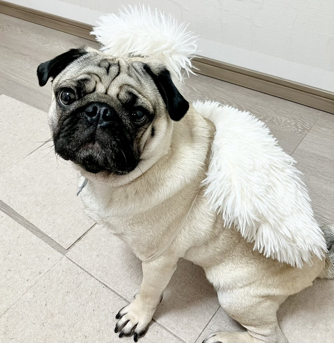Pug__uuupeee's tweet image. なに！今日は天使の日らしい！
クローゼットから引っ張り出した🐷🪽