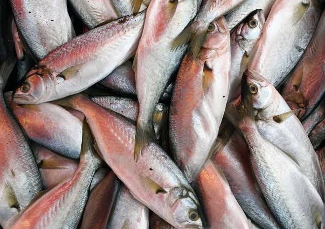 4 Ekim hayvanları koruma gününüz kutlu olsun