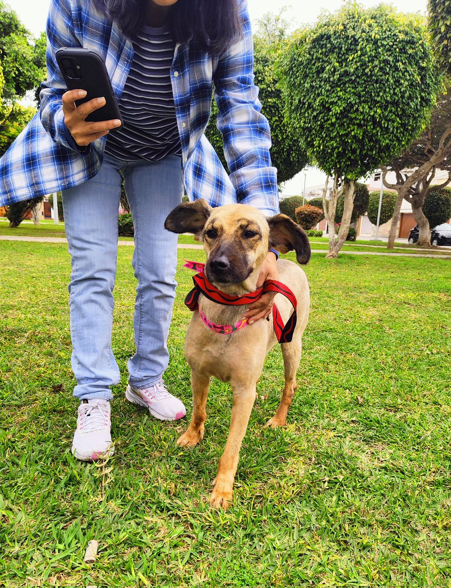 LLEGÓ LA PRIMAVERA, PERO NITTY NO PUEDE DISFRUTARLA
Encerrada en el albergue, bella Nitty no puede estirar las patitas, oler el pasto, las flores, sentir el viento en el hocico. ¿Cambiamos su mundo? 3 años, esterilizada, Nitty es la calma. DM o WSP 993350175 975096690 999928979