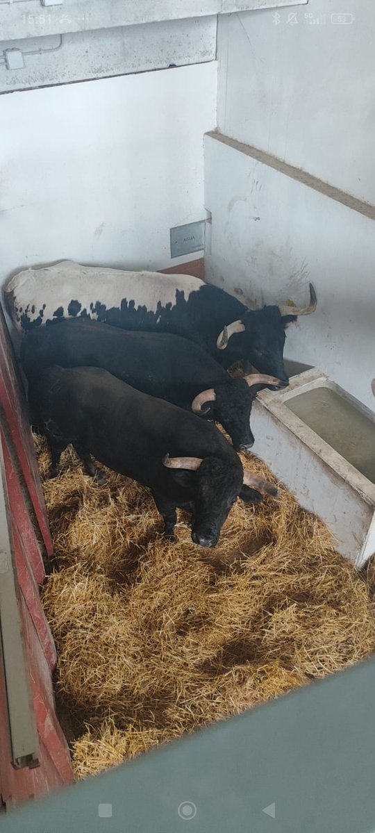 1/2. Final del Certamen novilladas de la CV
 Lote de Simon Andreu: Números 1 y 24. Lote de Mario Vilau: Números 13 y 32 (en primer plano).