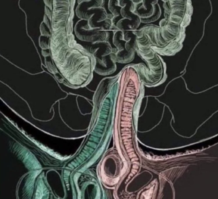 kien pa una penetra doble??? 🥵🍆🍆🔥