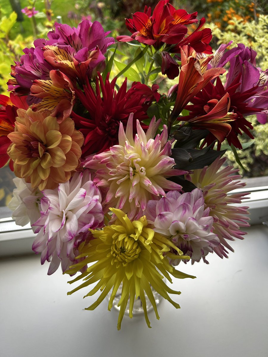 ArthurButcher44's tweet image. Following a fabulous hot summer these are probably the last of my favourites for now 💐 let’s hope winter is kind to us all….
#mygardenflowers #joysofgardening
