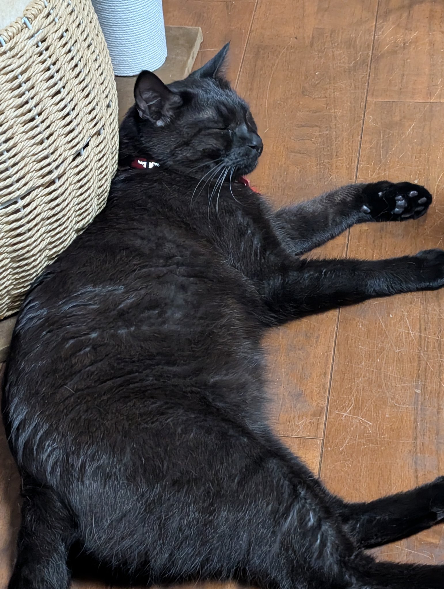 黒猫 ページ 黒猫 on X: 