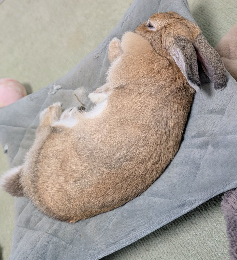 mlkchcusa's tweet image. ハンモックで寝転がるのほんと好きねえ

#うさぎ #うさぎのいる暮らし