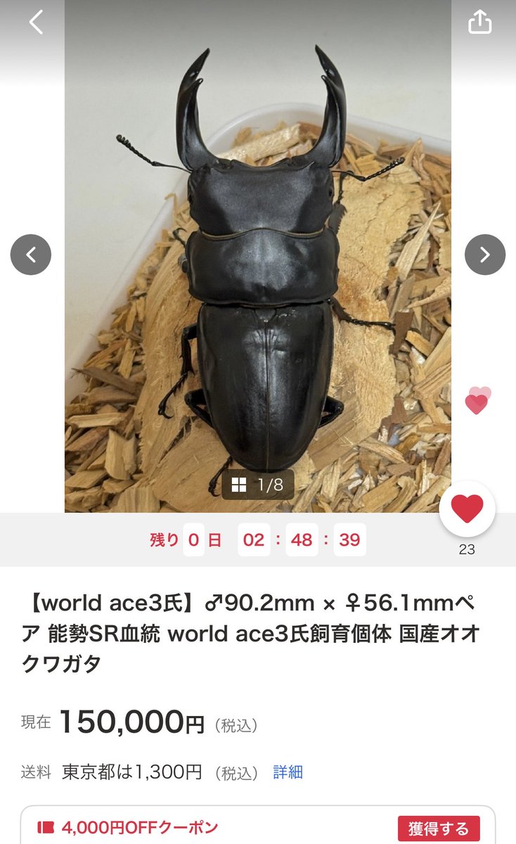 SHOP MUSHIYA / ムシオク! / kuwayan tweet media