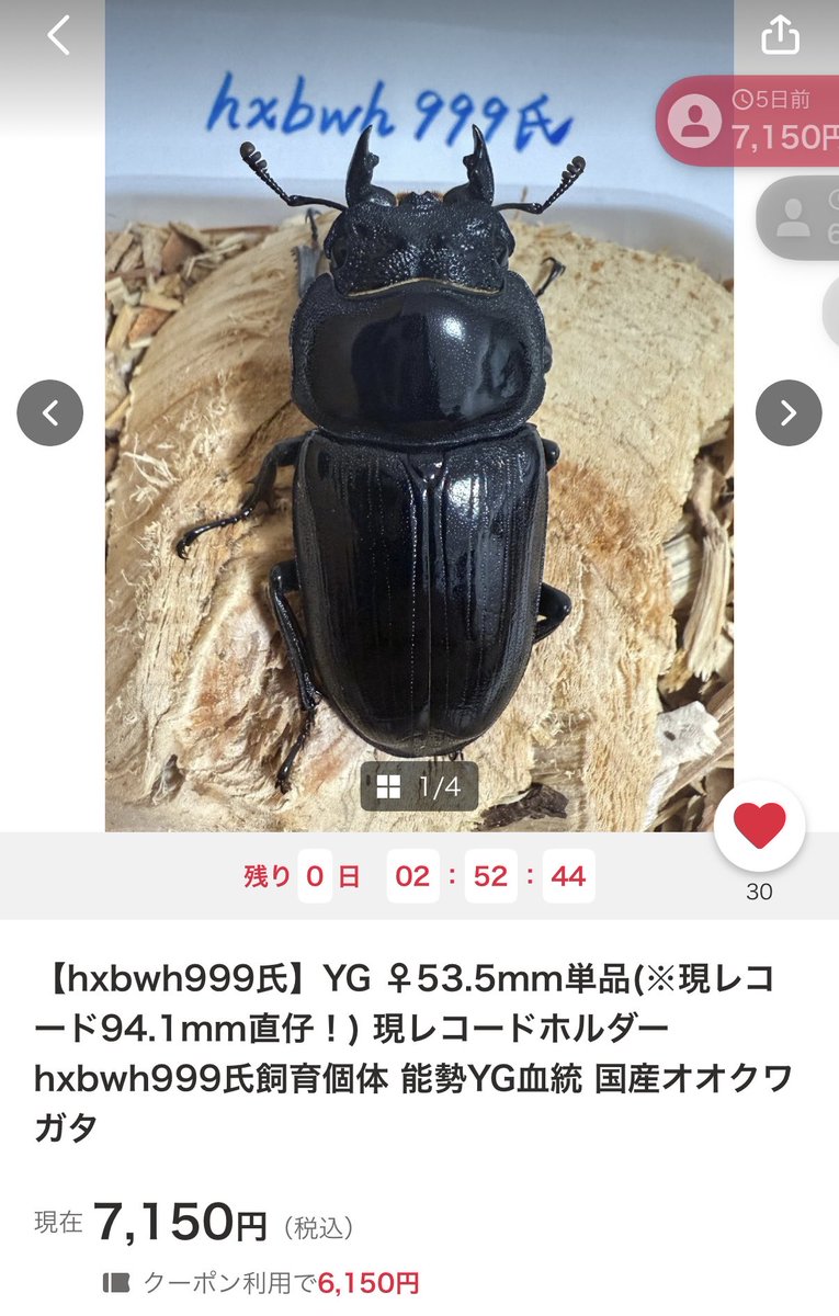 SHOP MUSHIYA / ムシオク! / kuwayan tweet media