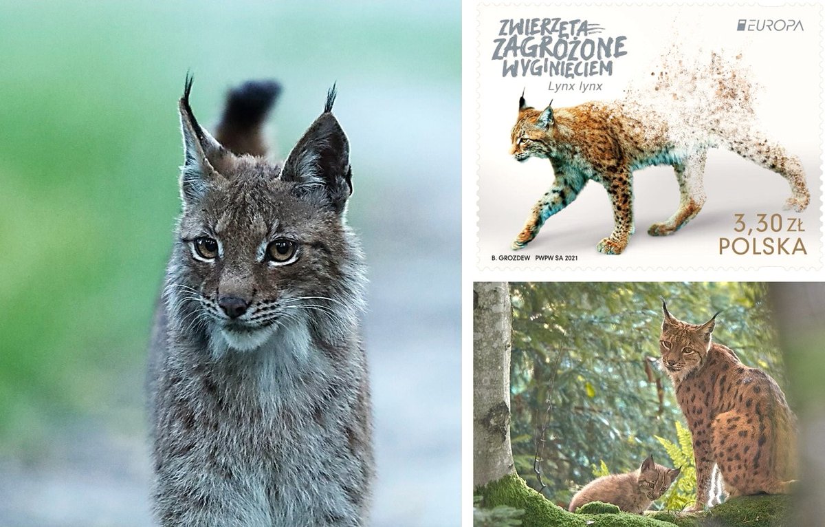 CzemborH's tweet image. ➡️Leonardo da Vinci is said to have said that 
&quot;even the most miserable cat is a #masterpiece.&quot;
🐱🐾HAPPY WORLD ANIMAL DAY🐾❤️
#WorldAnimalDay 
RT: Polish National Parks
➡️the #lynx (#ryś #bobcat)
#animals #AnimalDay 
➡️ #CatsRule #KotyRządzą 
#MotherNature #MatkaNatura #cat #kot