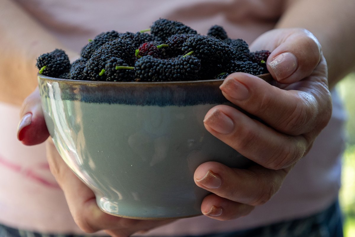 I've been picking mulberries this weekend and realised it's a bit like freelance writing. Indulge me. denisecullen.com.au/surprising-les…