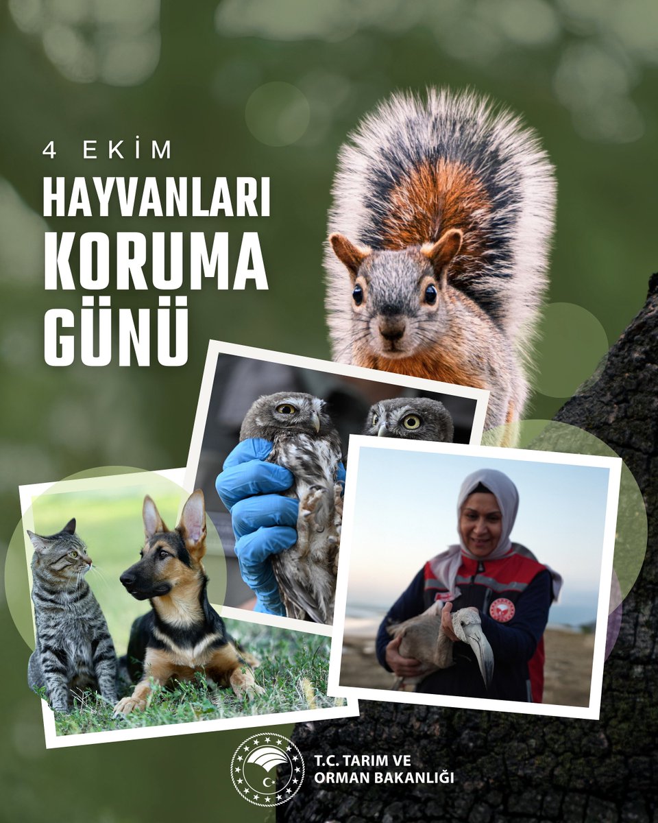 Dünyamızı paylaştığımız dostlarımızla hayat daha güzel. 🐾

#4EkimHayvanlarıKorumaGünü Kutlu Olsun! 🐱🦉🦊