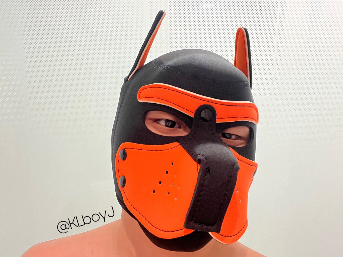 Spark Pup tweet media