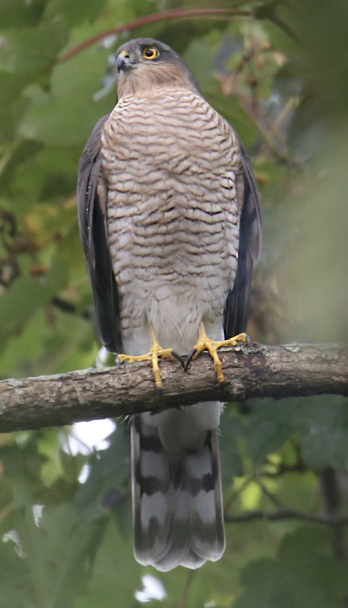 Male sparrowhawk watching birds in our garden. He gets the odd one  We also have a large female that patrols the garden regularly.  You’ll have to look at this pic in full frame to get best out of it   Seen in Andreas Isle of Man   🇮🇲 🇮🇲
<a href="/ManxBirdLife/">Manx BirdLife</a>   <a href="/manxnature/">Manx Wildlife Trust</a>