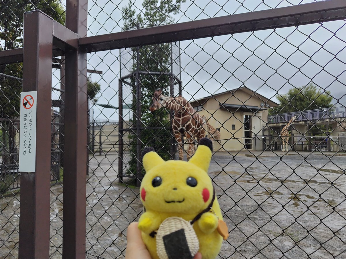 🦒「お！久しぶりだなぁ…あのピカチュウ」