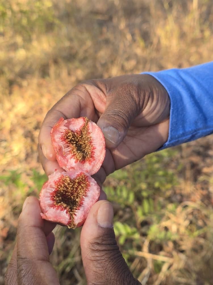 Sometimes, the most important meeting is an early morning walk.

Thank you, <a href="/ubupe/">Bupe Sheila</a>,
for the company and the conversation. It was exactly what my spirit needed. A powerful reminder that healing happens in community.🙌🌹🙏🇿🇲