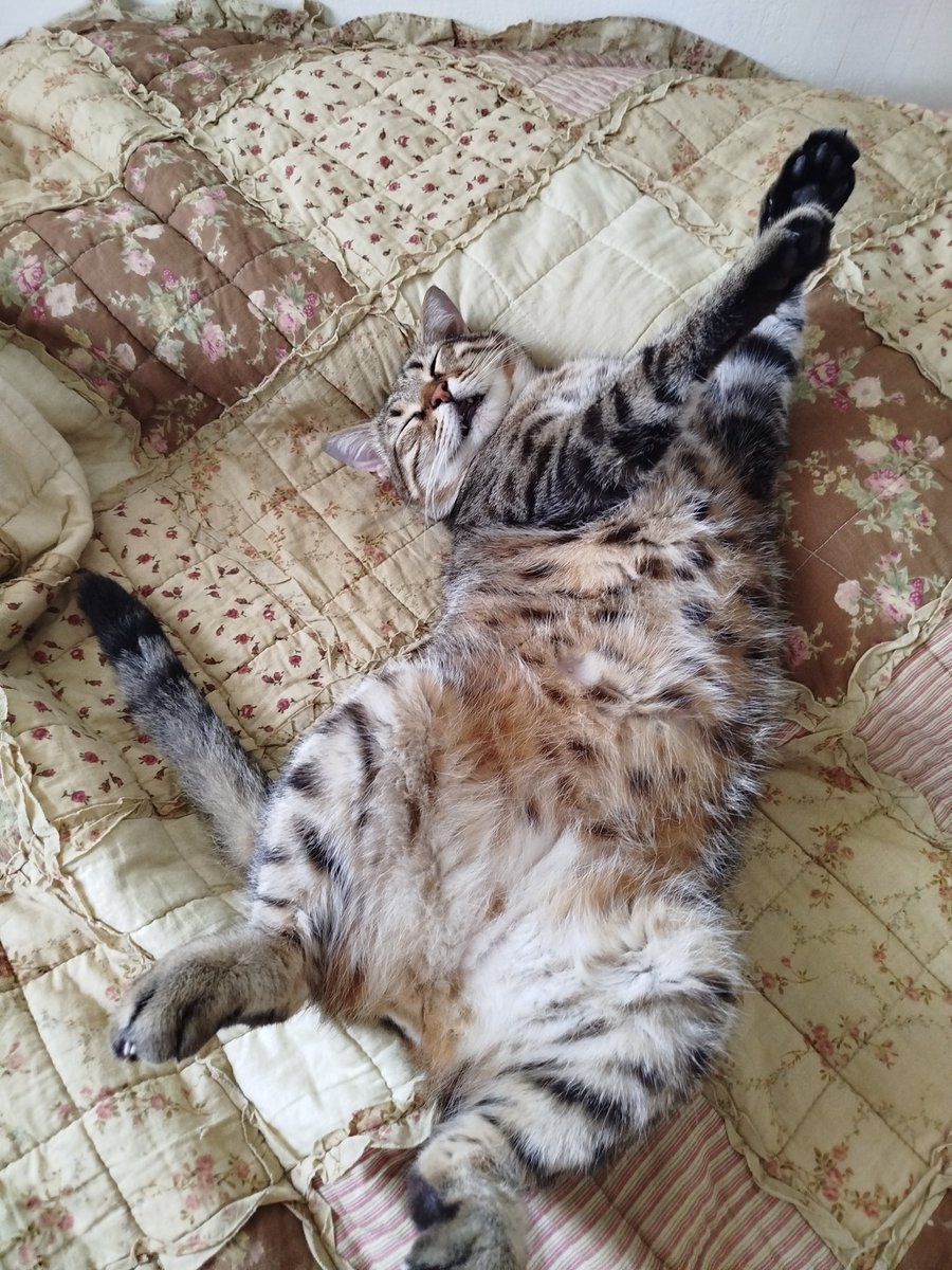 тот самый Птиц 🇮🇱 tweet media