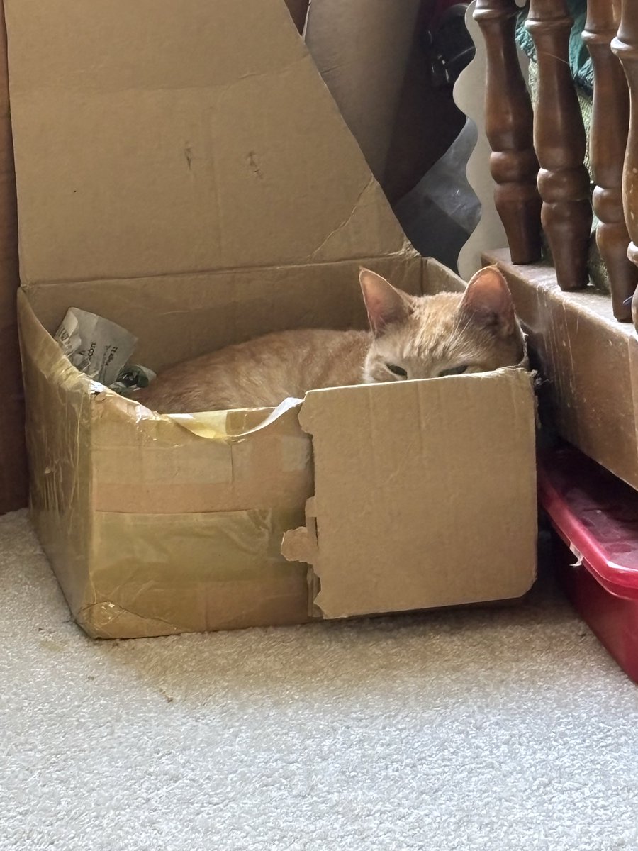 Dell_Michaels's tweet photo. @Number10cat I see you #caturday.  #cat #catsinboxes #cats #catsoftwitter #ginger #orangecat https://t.co/STlkk24qP3