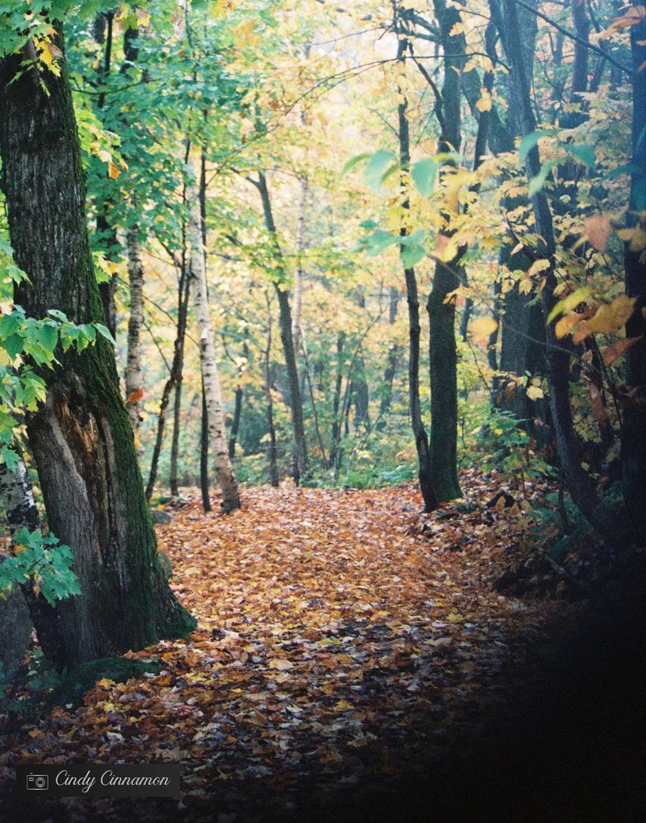 Cindy_Cinnamon's tweet image. Allez vous profiter des couleurs d’automne aujourd’hui?

Cindy Cinnamon Photographie
CindyCinnamon.com
Pentax ME Super
Lomo Color Negative 800

#FilmPhotography #Colors #AsahiPentax #PentaxMESuper #HeyLomography #35mm #Pentax #Autumn #LomoColo800 #Automne #Quebec #Canada