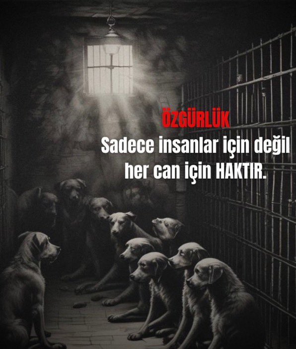guclusinemm's tweet photo. Hayvanları mal olarak gören bu düzen sebebiyle kaybettiğimiz tüm türlerin yaşam hakkını koruyamadığımız için 4 Ekim Dünya Hayvan Günü’nü kutlamıyoruz.  

 #4EkimHayvanlarıKorumaGünü https://t.co/L0dmmgb0xL