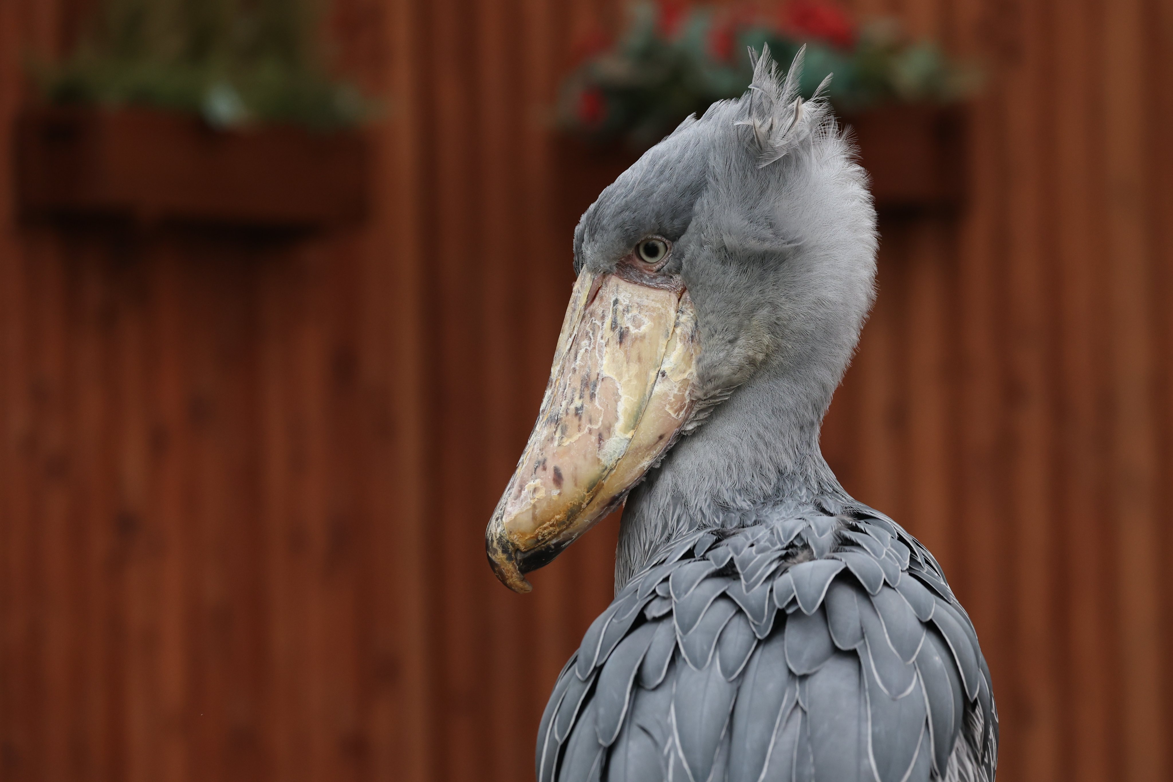 花鳥 花鳥風月M｜ トーヨーキッチンスタイル公式オンラインショップ