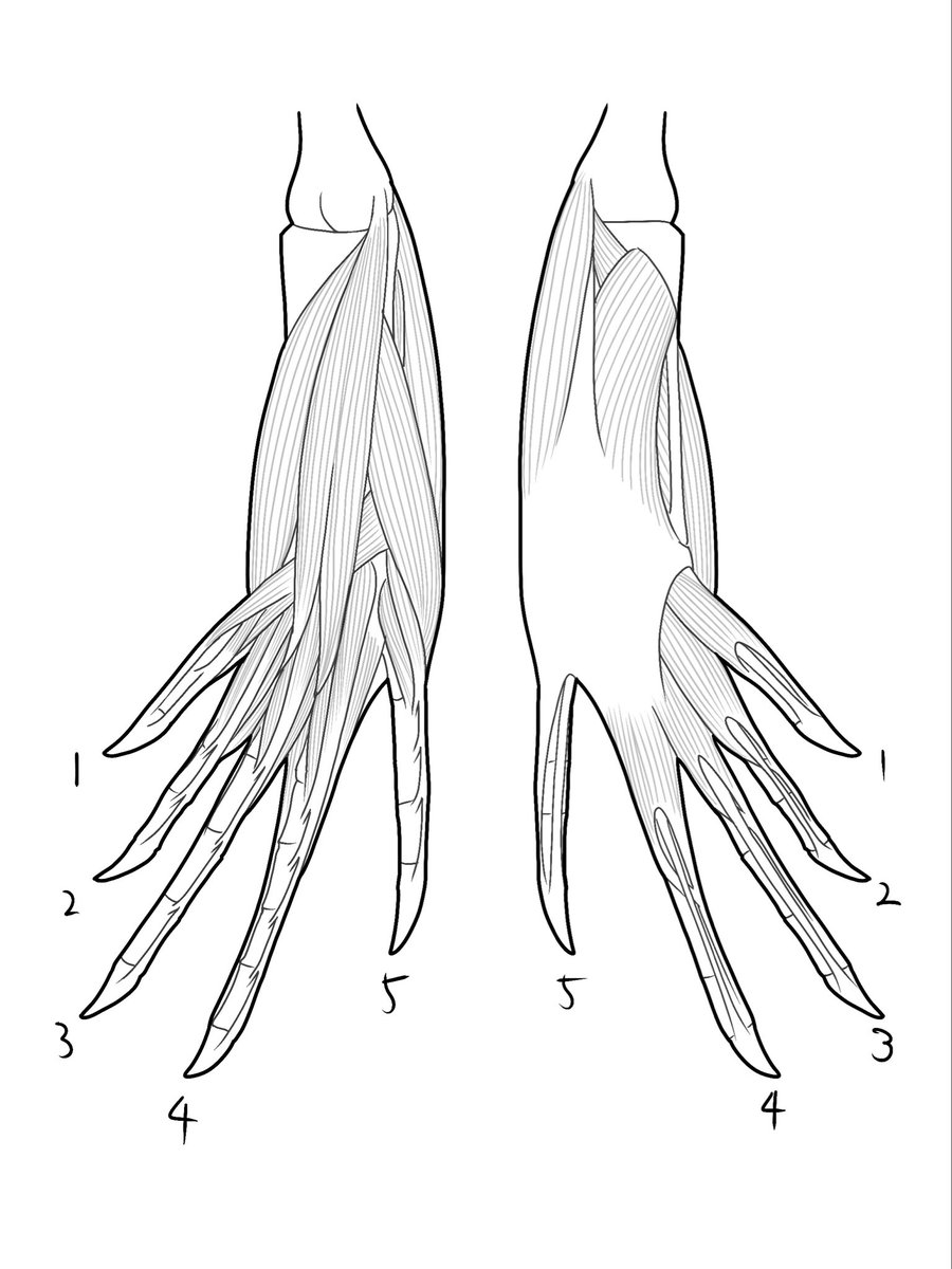 トカゲの手足（途中）